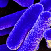 Several purple, cylinder-shaped  E. coli bacteria