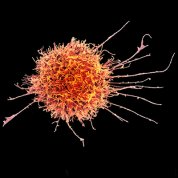 Human Natural Killer Cell