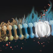 Scientific rendering of row of brown and blue barbell-like rods with tiny red balls below and on top, on a black background