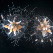 Star-like, golden-colored hydractinia against a black background
