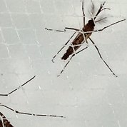A male and a female mosquito in a net.