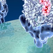 Coronavirus spike protein structure