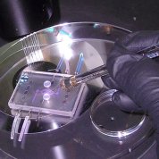 Close-up view of gloved hands using tweezers to assemble parts of a kidney on a microscope slide.