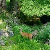 Deer near a stream