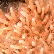 Dozens of orange spindly tentacles