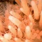 Dozens of orange spindly tentacles