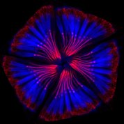 Five hearing organs arranged to look like a blue and red flower