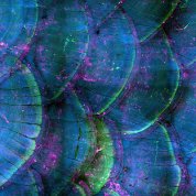 Close-up view of blue-green, purple colored scalloped zebrafish scales