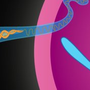 Depicted is an illustration of a DNA double helix (longer and skinnier on the left) and chromosomes (similar to the letter x)