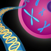 Depicted is an illustration of a DNA double helix (longer and skinnier on the left) and chromosomes (similar to the letter x)