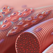 This graphic depicts normal myoblast (early muscle cells with a single nucleus) fusing together to form myocytes (multinucleated muscle cells) during myogenesis.