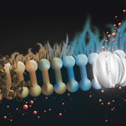 Scientific rendering of row of brown and blue barbell-like rods with tiny red balls below and on top, on a black background