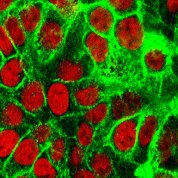 scientific image of red oblong orbs swimming amid glowing green background