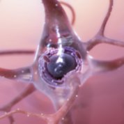 A gelatinous blob with an axon tail and dendrites branching off, on a pink background