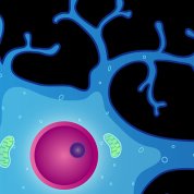 Illustration of neuron with dendrites and nucleus
