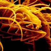 Extreme close-up view of a tick's mouth, showing sharp edges and ridges