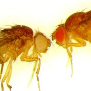 Magnified image of 2 yellow fruit flies, head to head, with front legs bent