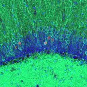 scientific image featuring green bottom, blue middle, and green grass-like shapes on top