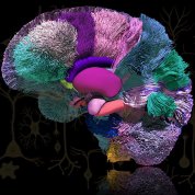 Egg-shaped object with sections of different colors and textures