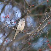 A bird sits on a branch with berries