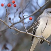 A bird sits on a branches with berries