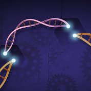 Pink twisted strands, the DNA double helix, with white dots on either side showing the insertions. Parts of 2 orange-colored DNA strands flank either side, along with a bright dot at the end showing DNA editing.