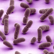 scientific image of brown rice grain-shaped tubes on a pinkish purple background