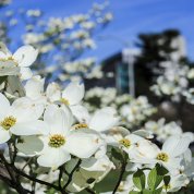 A blossoming dogwood tree in front of an out of focus building 