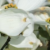 A close up of a blossoming dogwood tree 