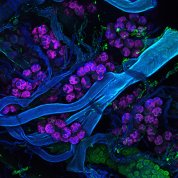 scientific image of a blue stem amid small purple blossoms with green blossoms at bottom 