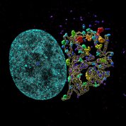 A large round turquoise mass sits next to a network of strands, with multi-colored flowering buds.