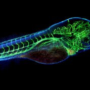 A long, scaly neon blue and green zebrafish against a black background