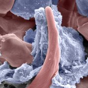 Scientific image of pinkish red icicle-shaped structures floating among bluish gray cloud-like substances
