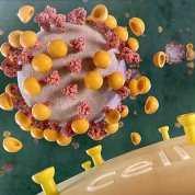 Virus's spikes being covered with ACE2 decoys. ACE2 receptors on surface are empty.