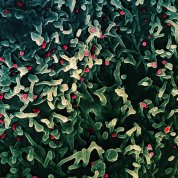 scientific image featuring mass of green and white rice-shaped objects with small red bulbs sprinkled throughout