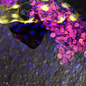 Scientific image of magenta, yellow, and blue disks floating in a dark background