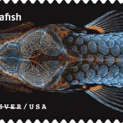 Zebrafish image with orange fluorescent tag on a black stamp that reads Zebrafish: forever USA