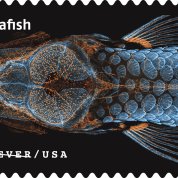 Zebrafish image with orange fluorescent tag on a black stamp that reads Zebrafish: forever USA
