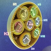 A big circle with 7 smaller circles inside each with a squiggle (H1, H2 and more subtypes) and filled with dots