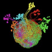 scientific image of the brain with a globe at center with multi-color explosions popping off the top