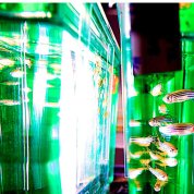 Screenshot of virtual tour showing a woman speaking and lots of yellow, striped zebrafish swimming in green tank.