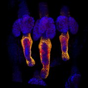 Three yellow taiils with orange and red wisps, each topped with huge clusters of tiny blue dots, against black background