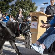 A dog carries a laptop in a case to a woman sitting in a wheelchair