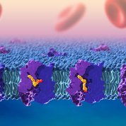 Illustration of how DHA and other omega-3 fatty acids cross the blood-brain barrier using a lipid transporter