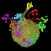 Scientific image resembling amulti-colored bubble with several individual colors bursting from its surface