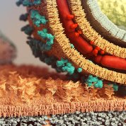 scientific image resembling a straw rug with the multi-colored, multi-textured wheel rolling at the right edge