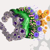 scientific illustration featuring coiling gray globes, extending from a green oval , multicolor bubbles, purplish circles and gold bubbles