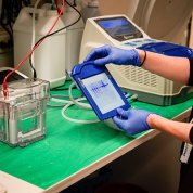 A researcher checks western/moisture blots to know if proteins bind to antibodies.