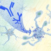 Blue arrow with blue antibodies pointing to blue branches on surface of microglia