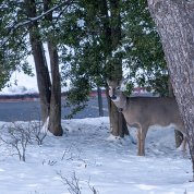 A deer stands in snow